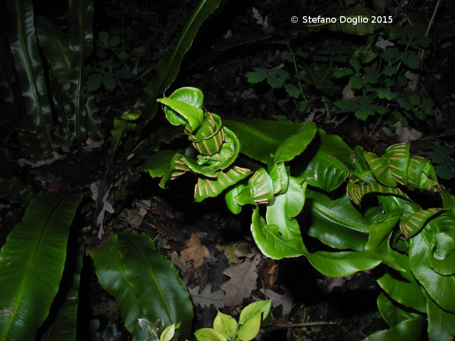 Asplenium (Phyllitis) scolopendrium 